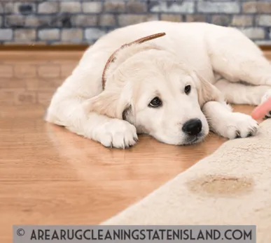Pet Stain & Odor Cleaning